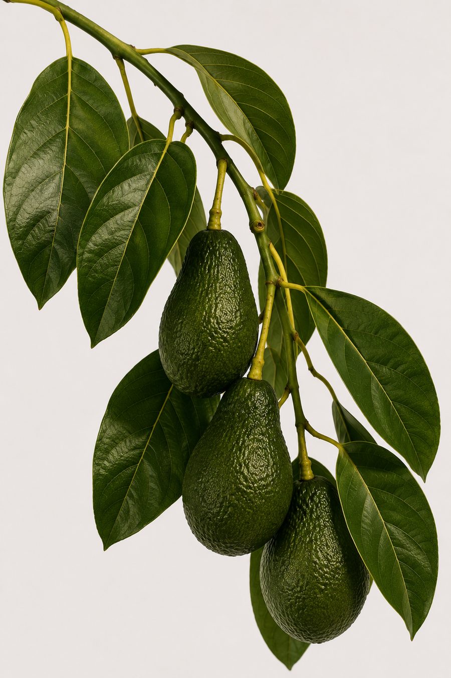 Palta Hass Agua de Frutos